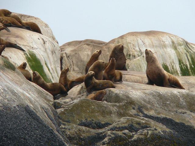 Sea lions in Glacier Bay National Park - Photo Credit: David Mark