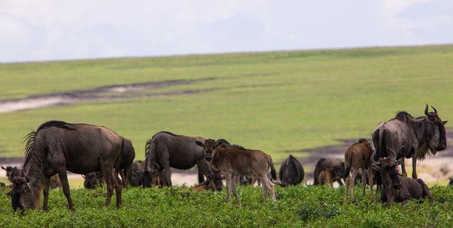 Ngorongoro